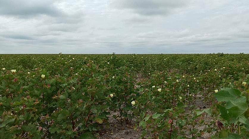 Campo Mixto 2.000ha - las Avispas Santa FE