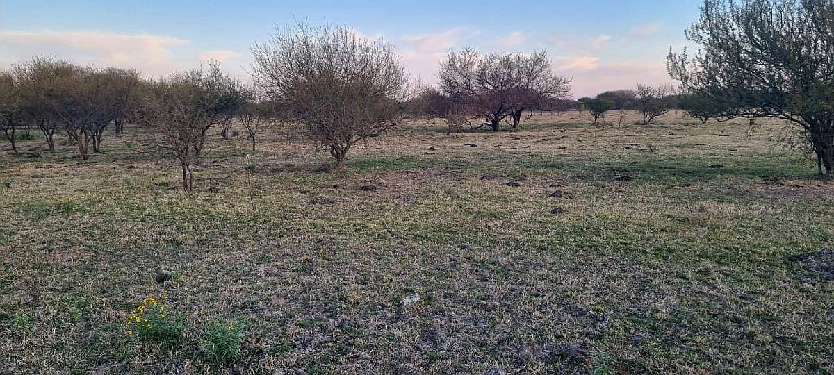 Mil Has. Ganadero Sobre Asfalto