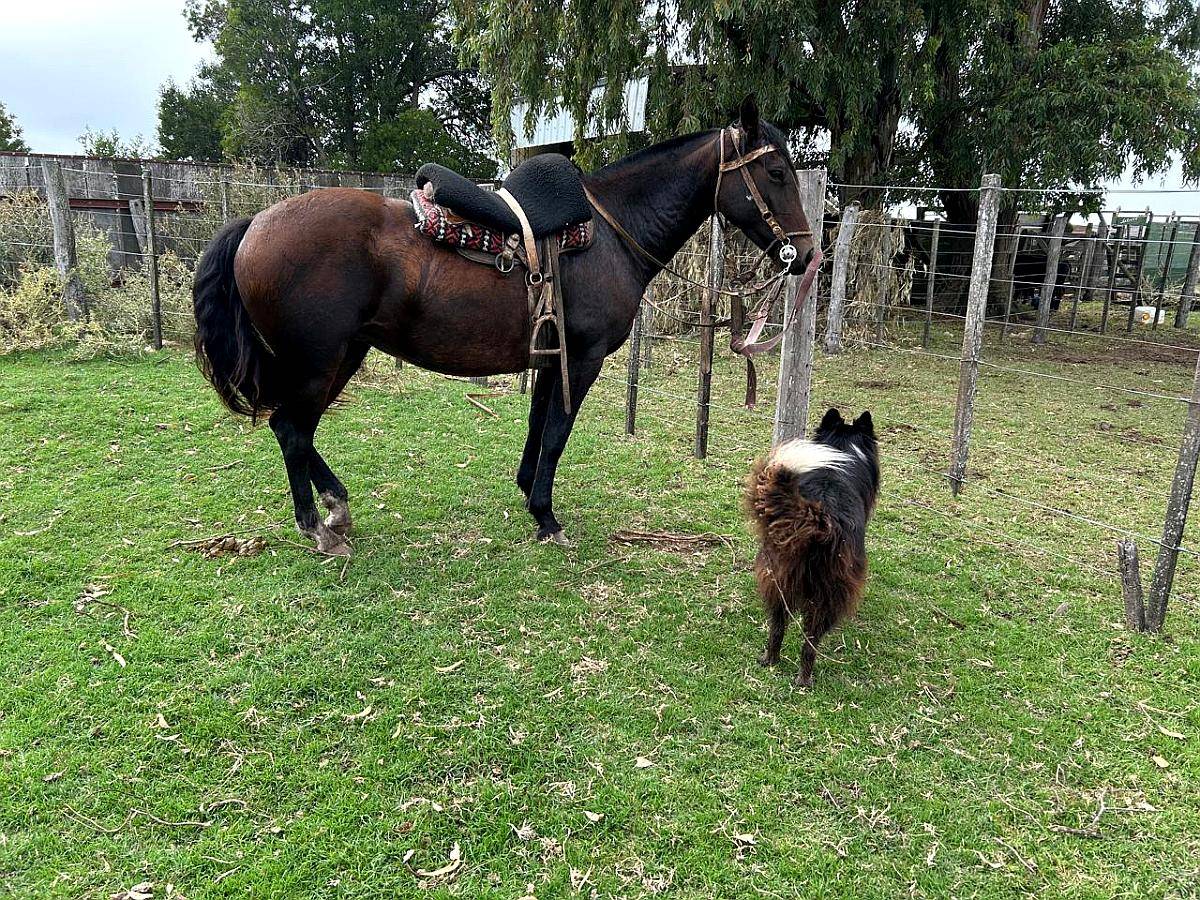 Yegua Criolla Pura con Papeles