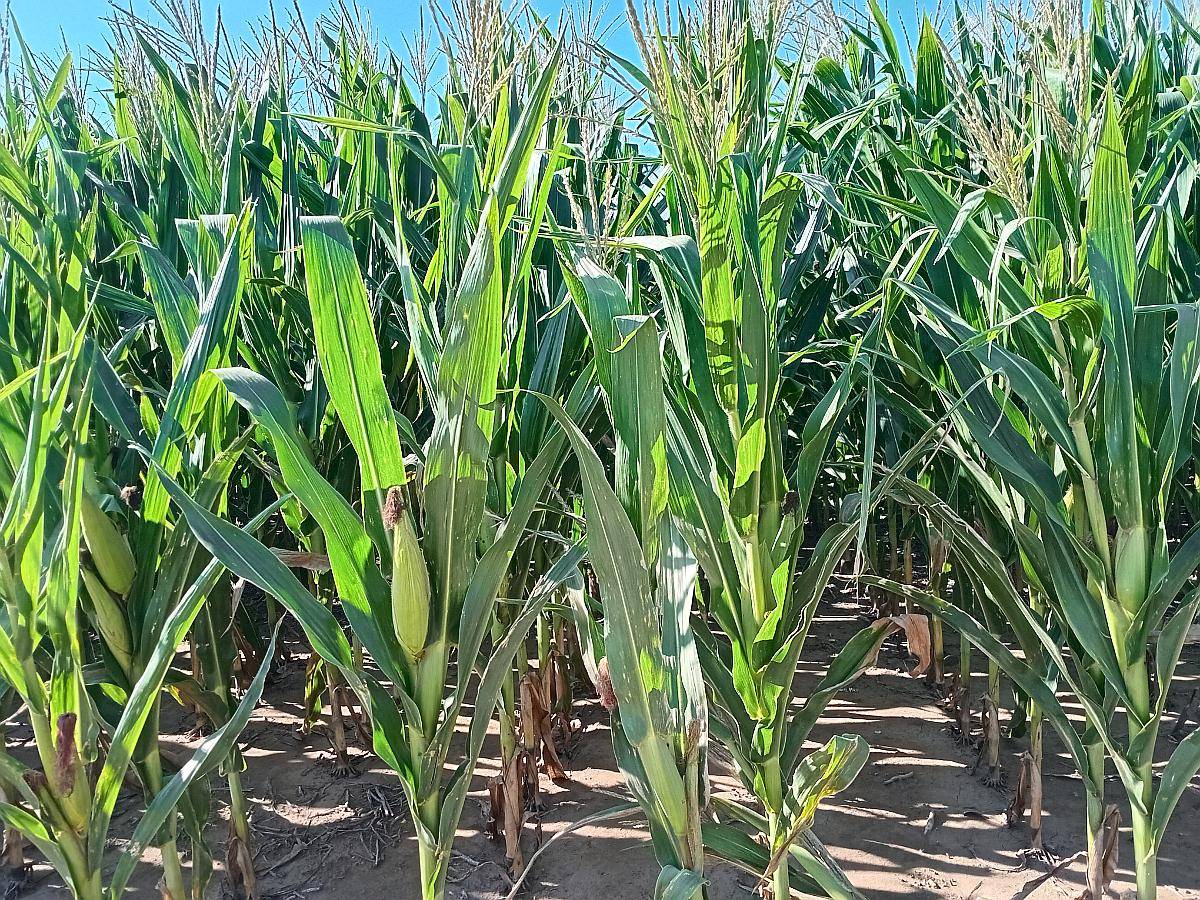 55 Ha en Venta en Monte Cristo