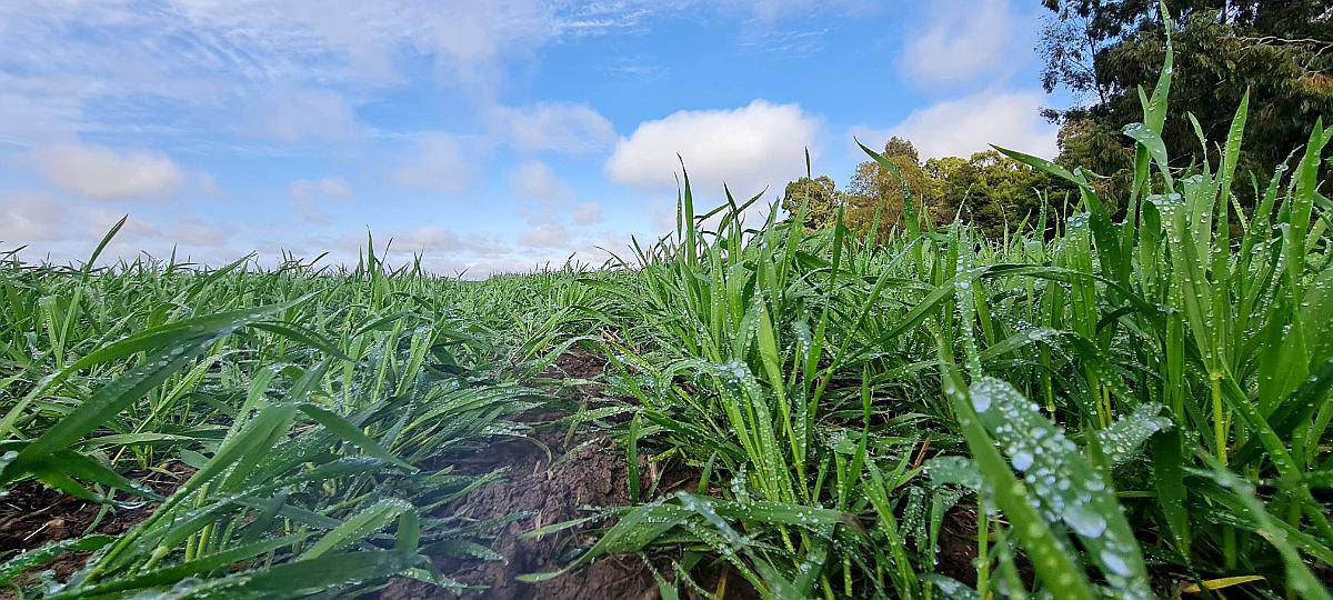 Compro 100 Ha Zona Charras
