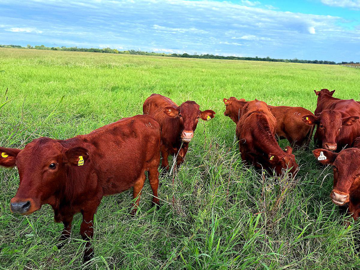 Vendo Campo Agrícola Ganadero