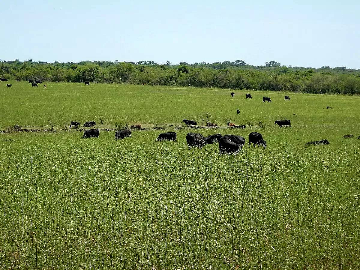 Vendo 1200 Has en Curupaity