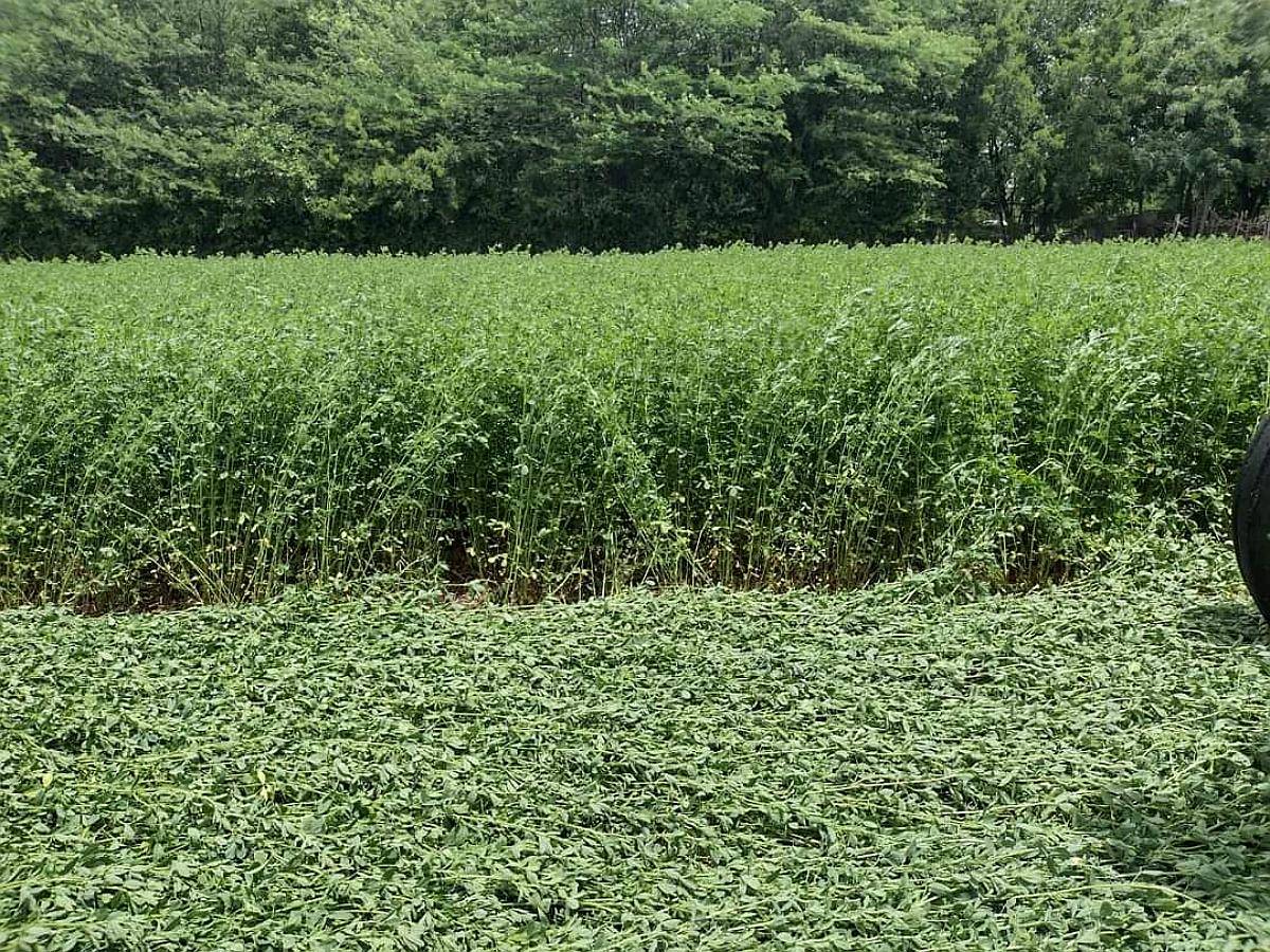 Vendo Semilla Alfalfa Monarca G8