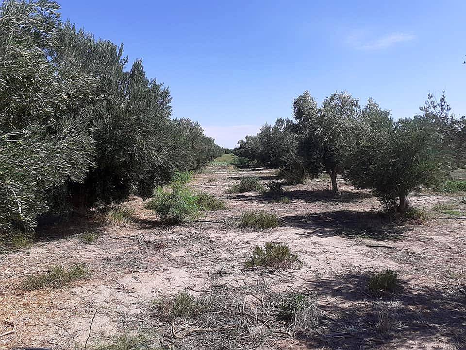 55 Hectareas con Olivos Aimogasta la Rioja
