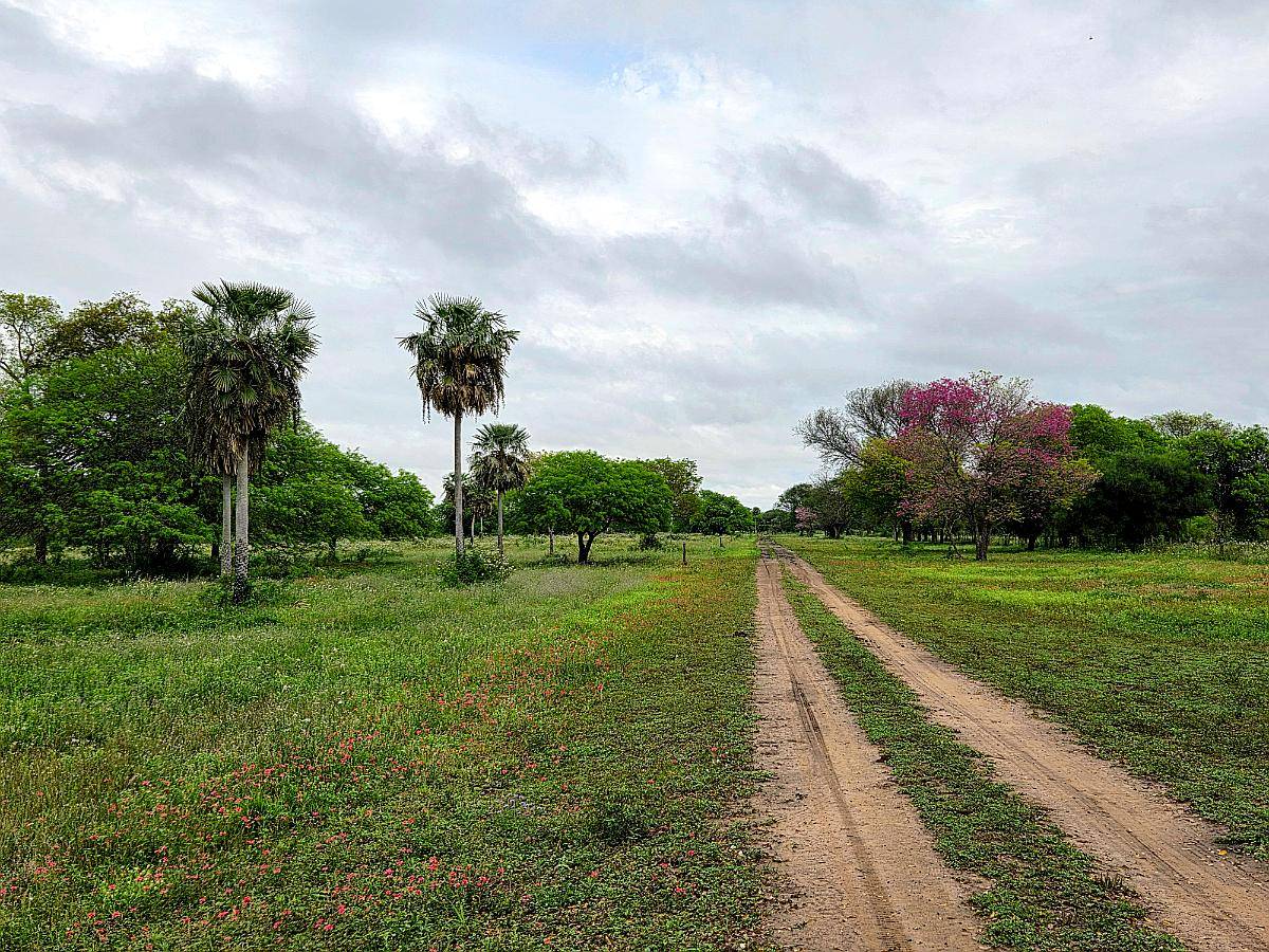 Ch0005 Campo en Presidencia de la Plaza, Chaco.