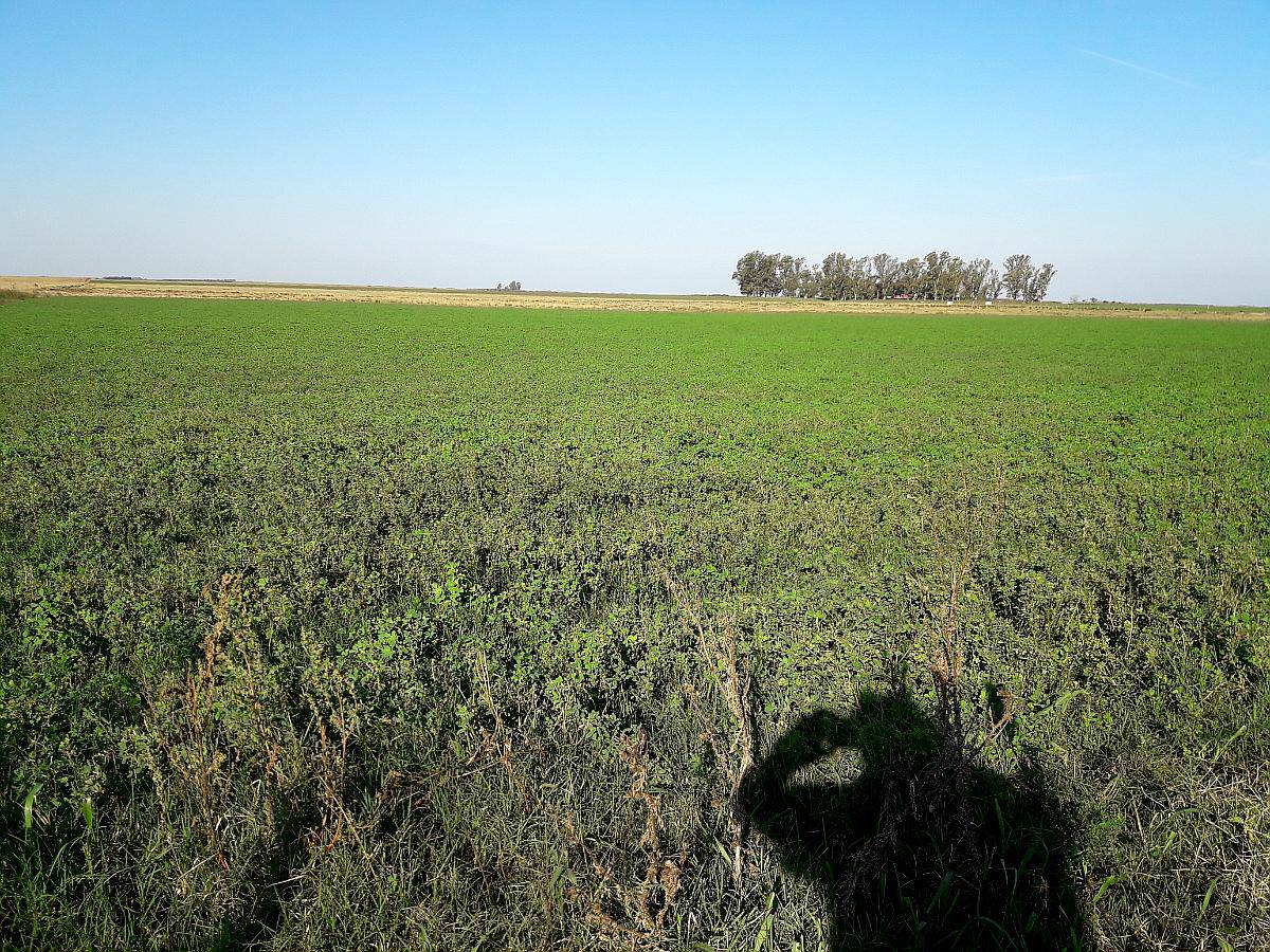 Vendo 3500 Ha Ganaderas Laboulaye