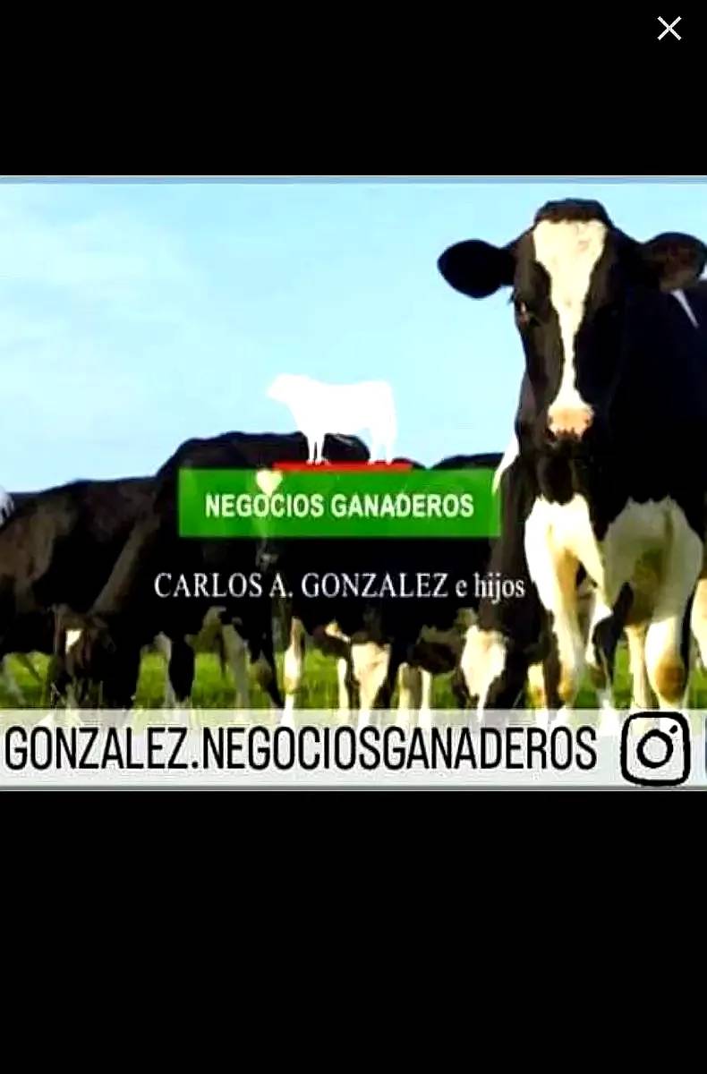 Lecheria: Comercializamos Todas las Categorias Vacas-vaq-ter