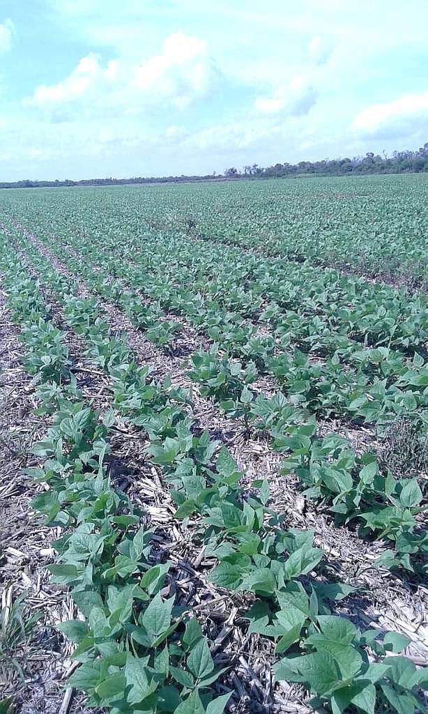 Vendo Campo Agricola Zona Villa Valeria-buena Esperanza