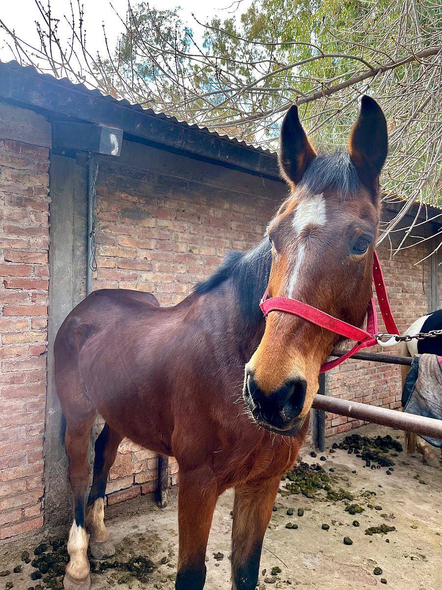 Vendo Yegua Silla Argentina de Salto, Valkiria Z