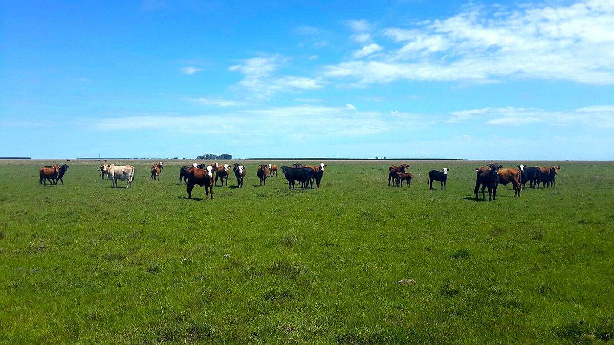 3000 Has Campo Ganadero en Corrientes