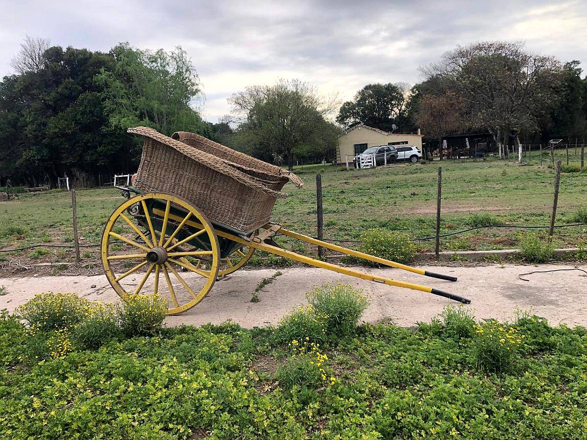 Carro Caballo Sulky Canastita
