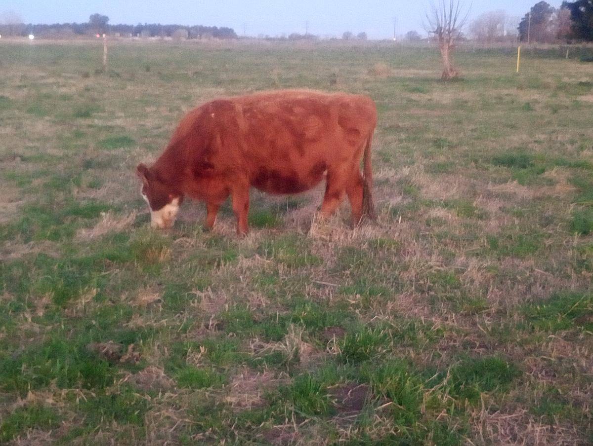 Vendo 2 Vacas Paridas