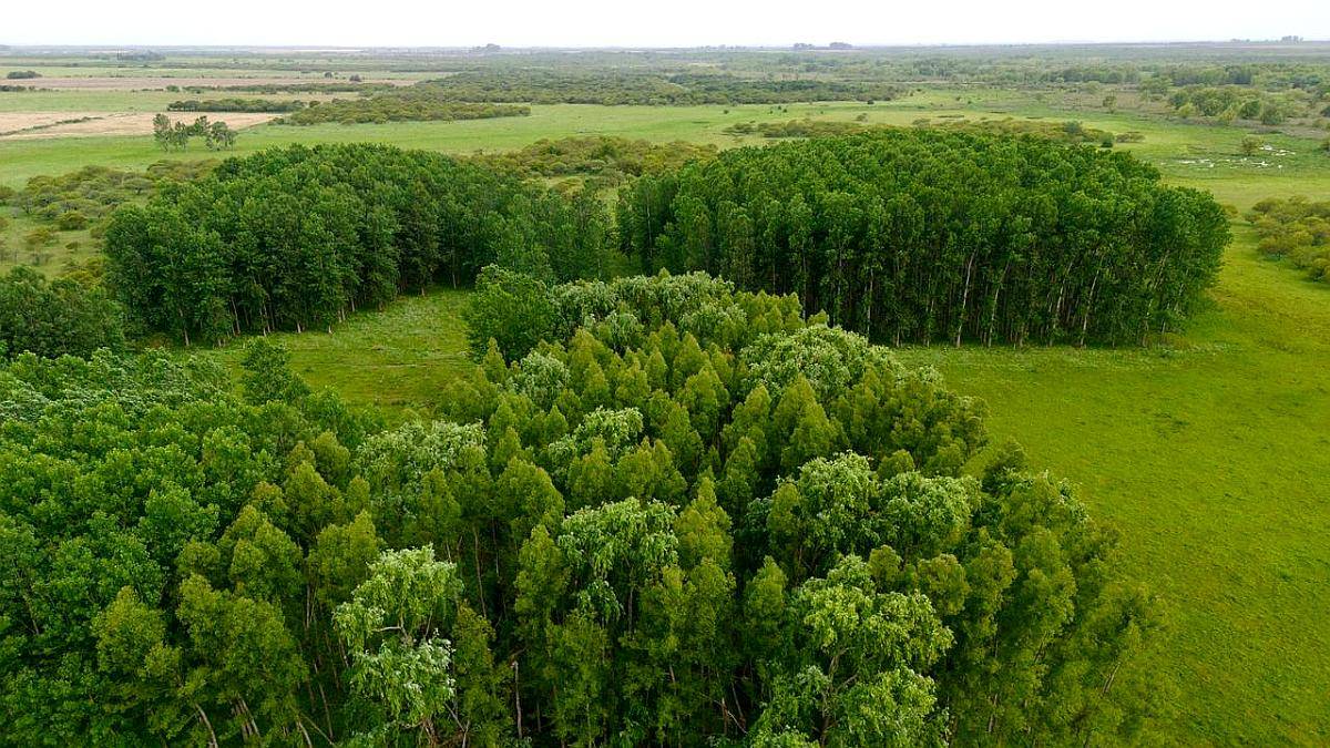 Campo Ganadero Costa Uruguay SUR