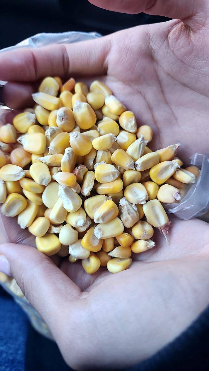 Maíz Amilacio Granel o Embolsado