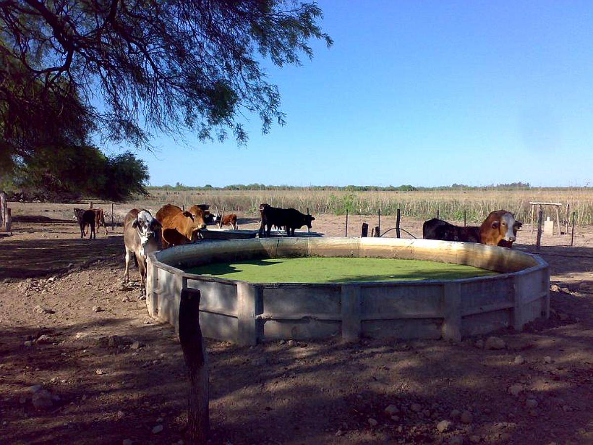 Estanislao del Campo- 527 Ha -formosa