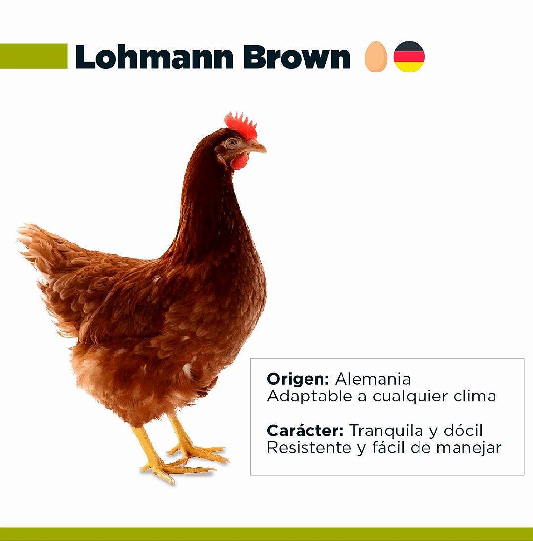 Ponedoras Coloradas Lohmann Brown