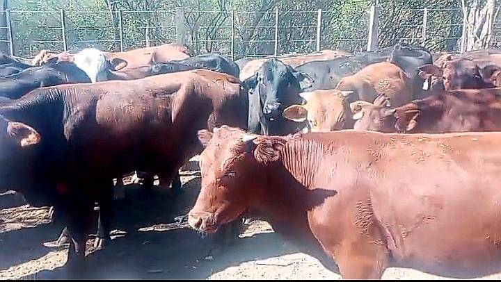 Vendo Terneros Dueño Directo Zona Salta