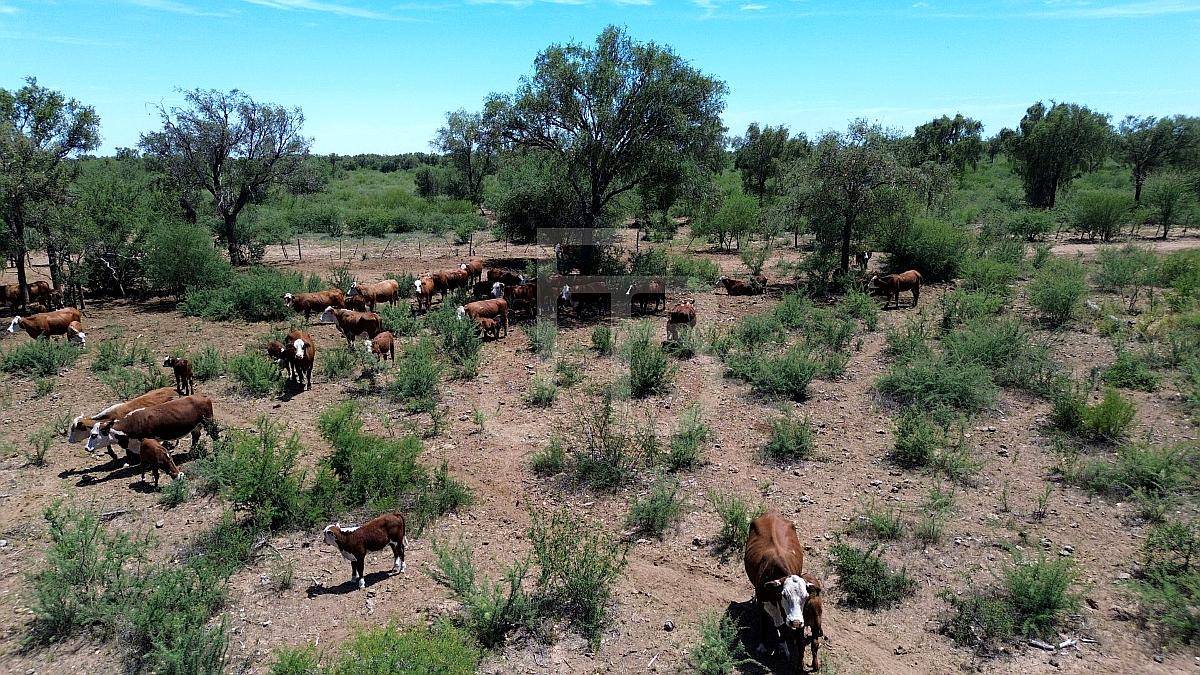 Campo Ganadero en Chuña, Córdoba