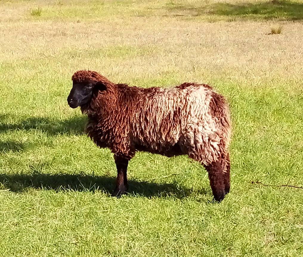 Corderos Borregos Carnero Cordoba