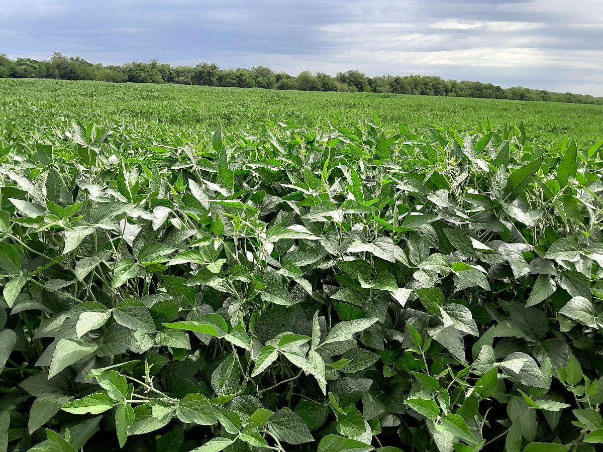 Vdo 283 Has Agrícola Cerca de Ruta 205 a Bolivar Soja- Maiz