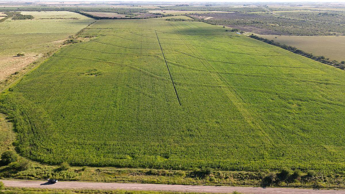 80 Hectáreas Agrícolas Rosario del Tala