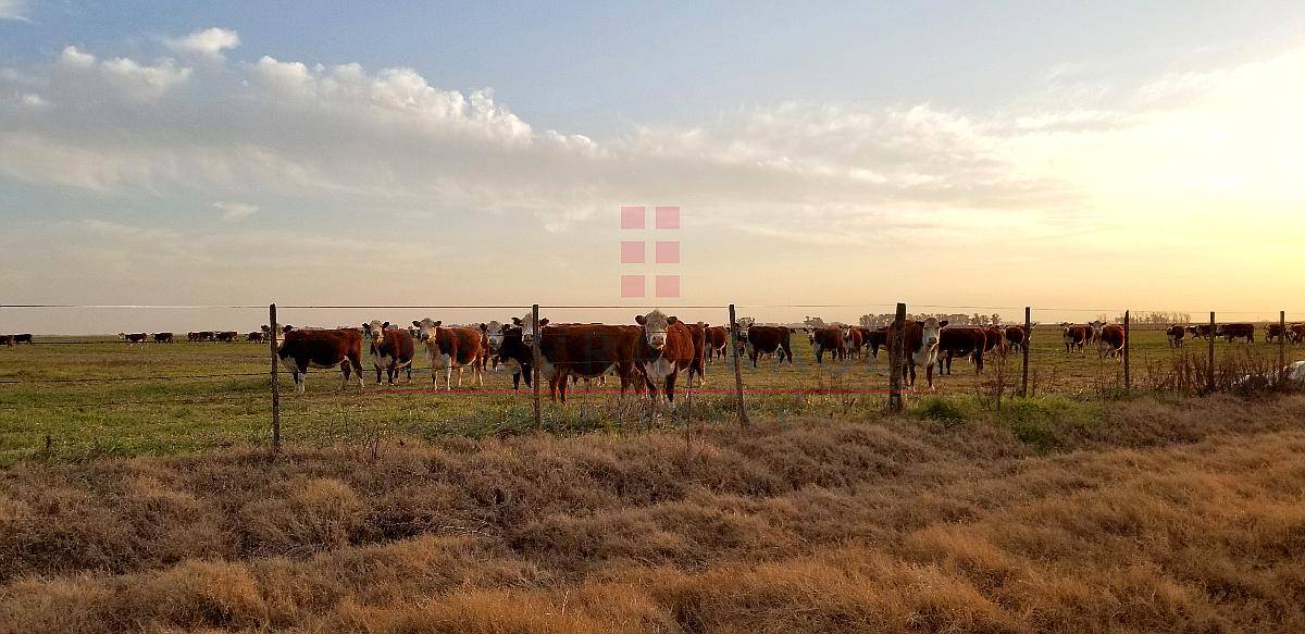 6902ha Campo Mixto en Venta en Lincoln, Pcia. de BS AS.