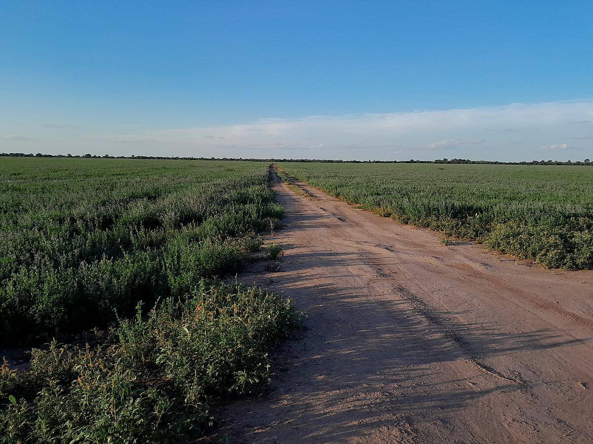Campo Agricultura en Alquiler