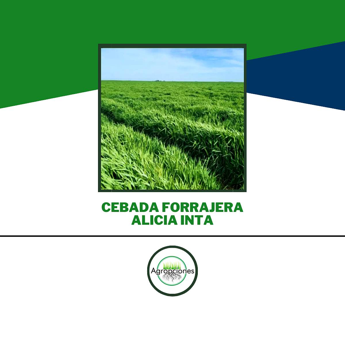Semilla de Cebada Forrajera Alicia Inta