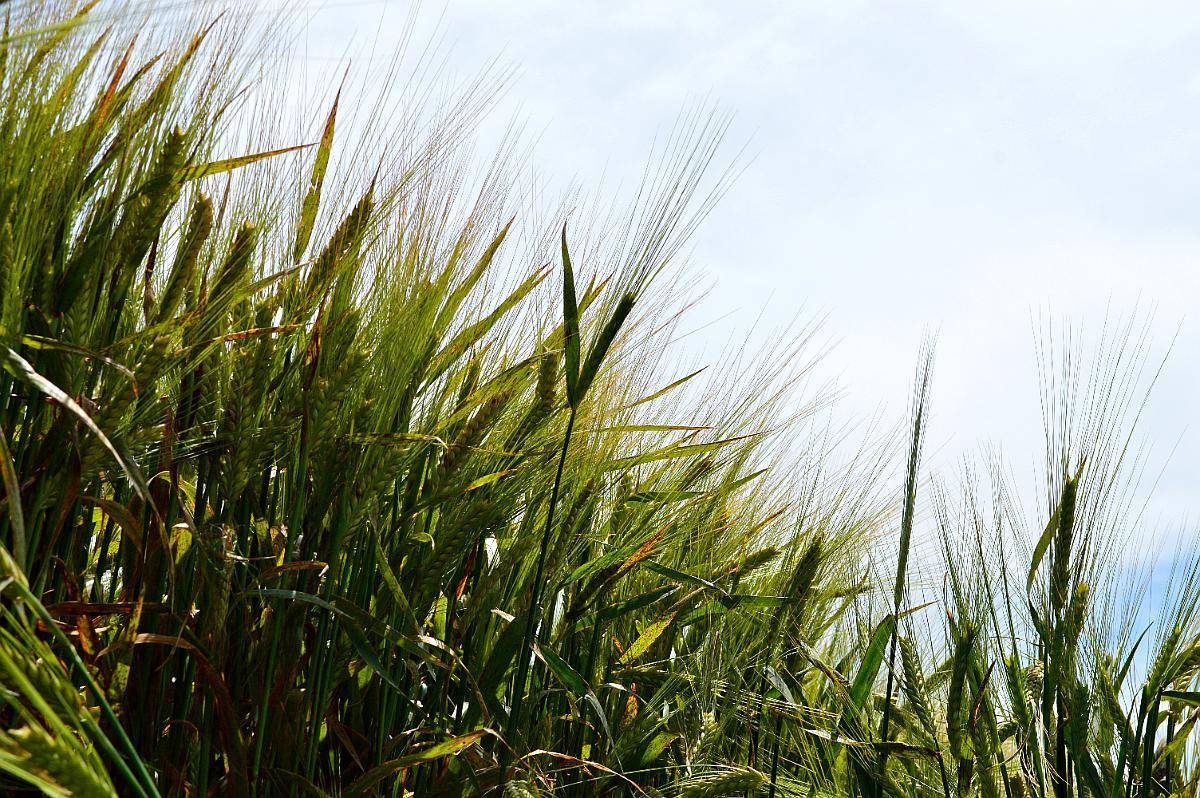 260 Has Permuta por Mayor Superficie Agrícola