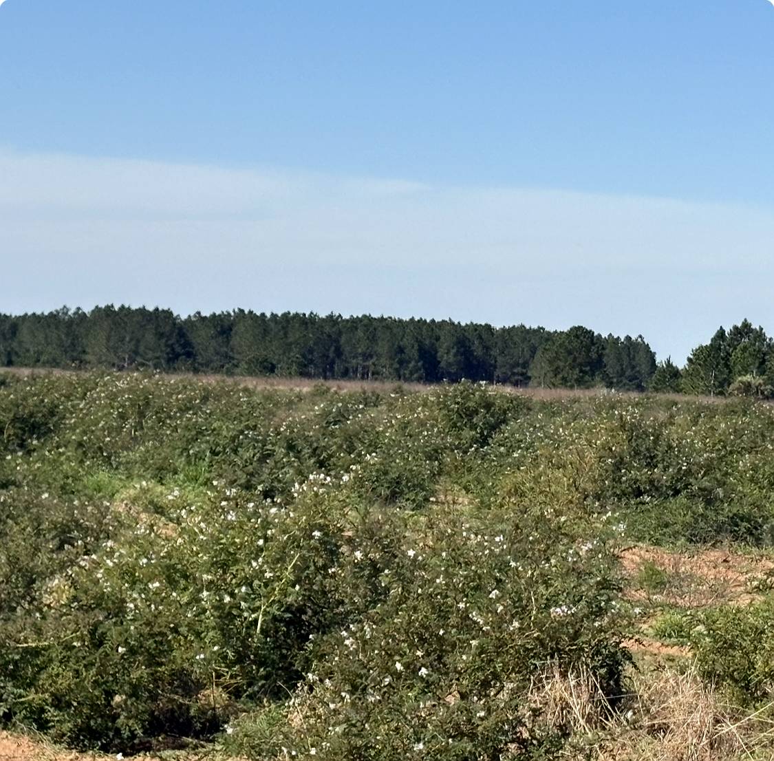 San Miguel 680 Has Forestal/ganadero Buen Precio