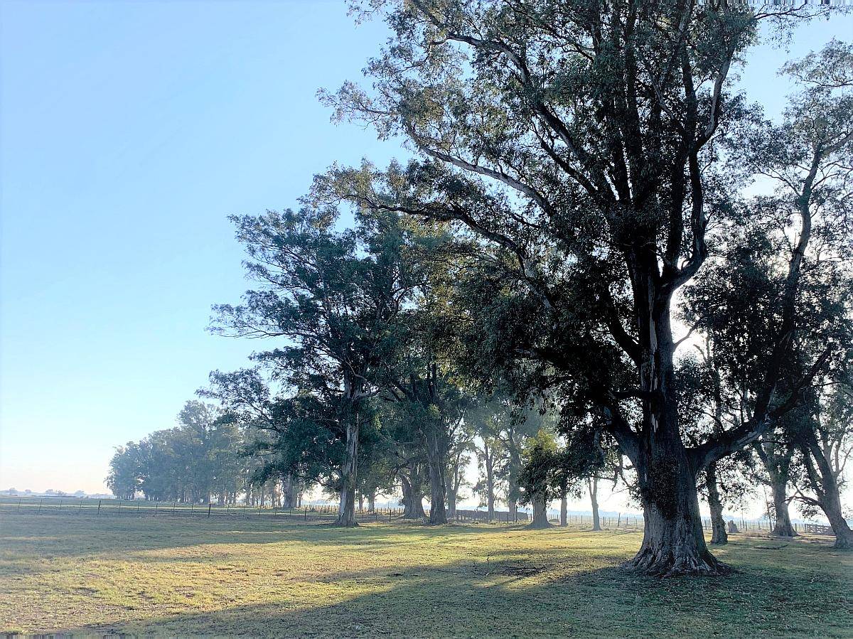 Campo a la Venta Ambrosetti - Dpto San Cristóbal - Santa FE