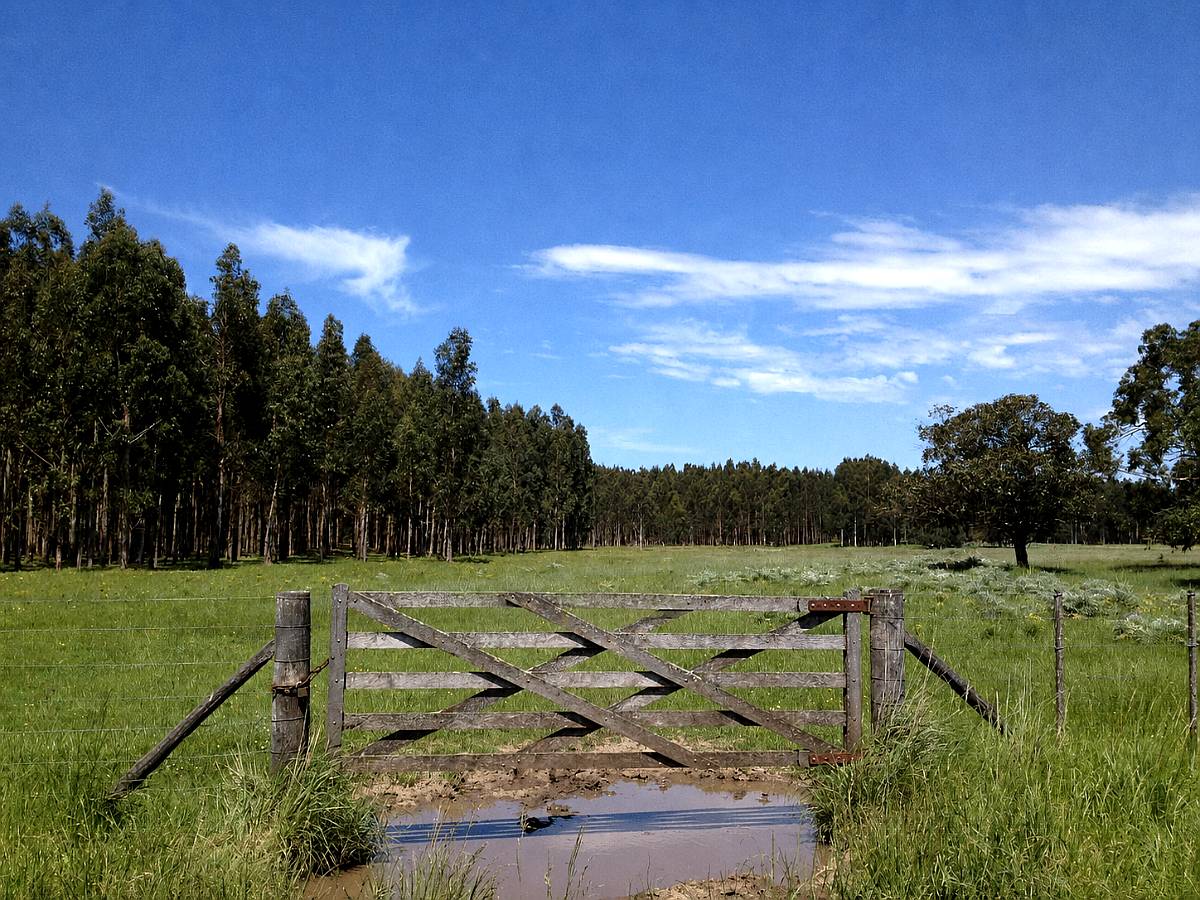 110 Ha Forestales Necochea