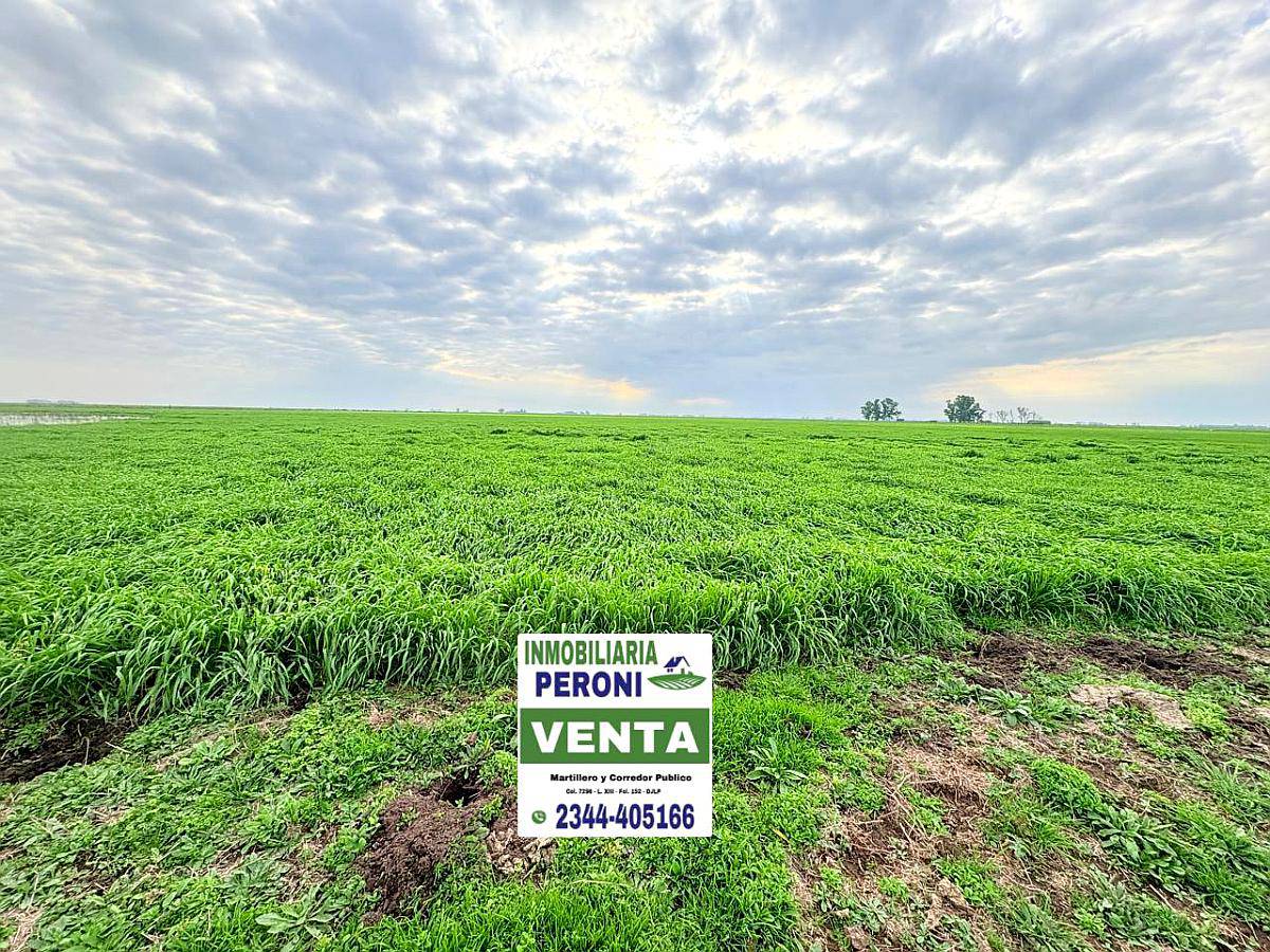 Campo Gandero Cria 765 Has. en Centro de Pcia. de BS AS.