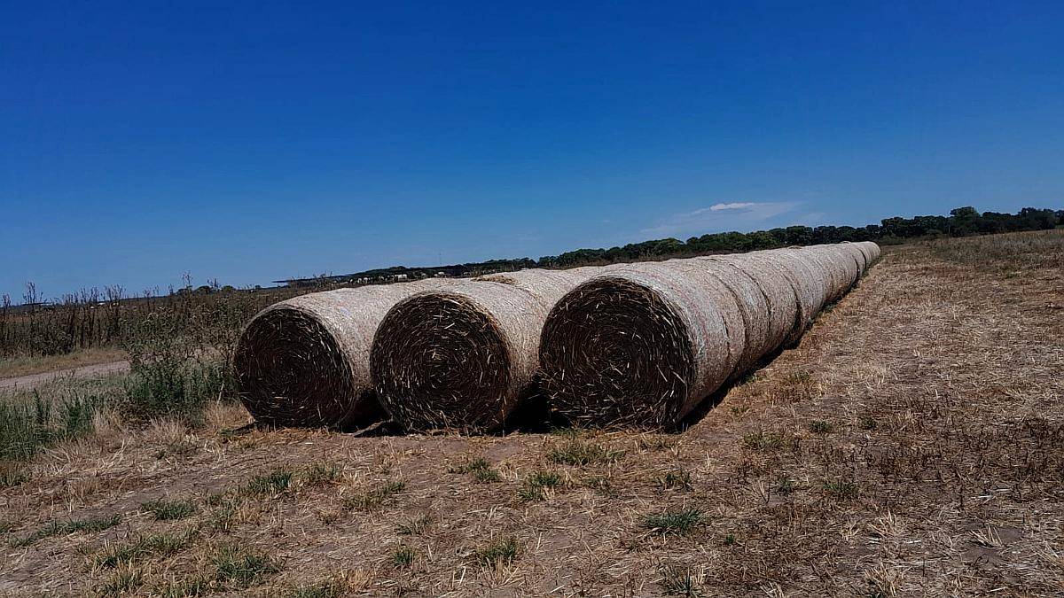 Rollos de Triticale con Grano