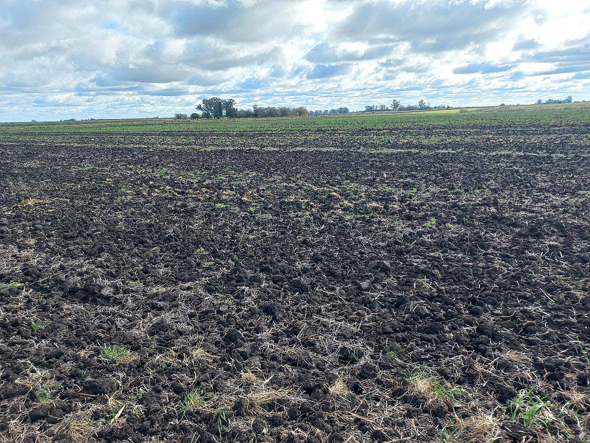 230 Hectareas Campo Agricola