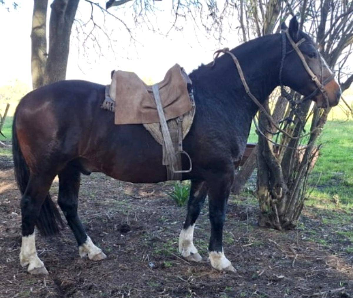 Caballo Criollo Inscripto SRA