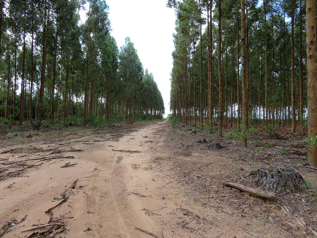 Ituzaingó - 539 Ha - Corrientes