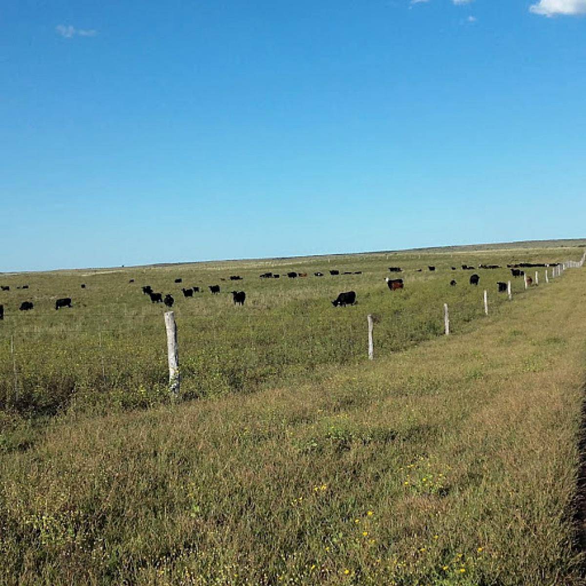 Unión, San Luis. 13000 Has. Excelente Estancia Ganadera