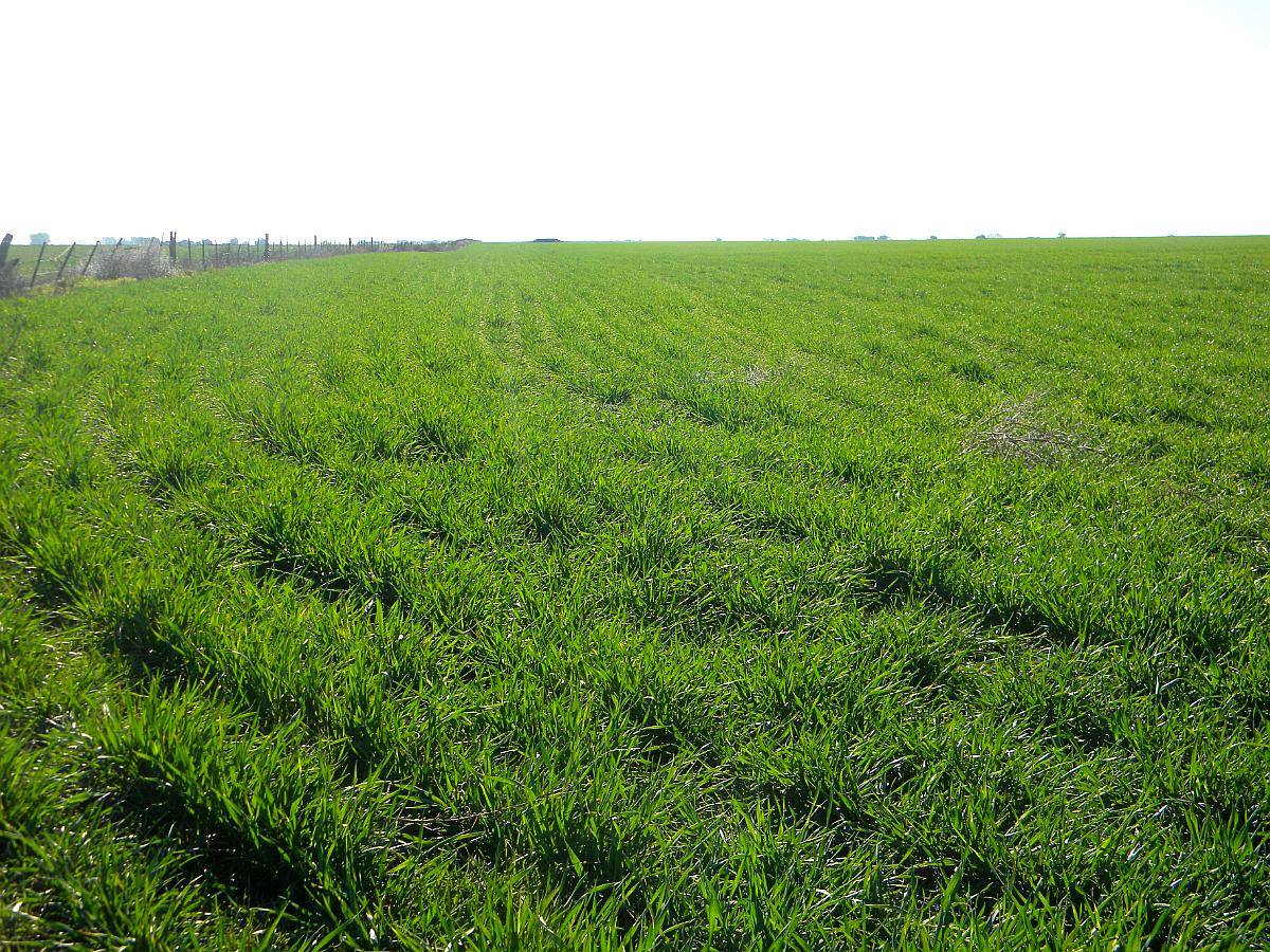 250 Ha de Campo Rivera Provincia de Buenos Aires