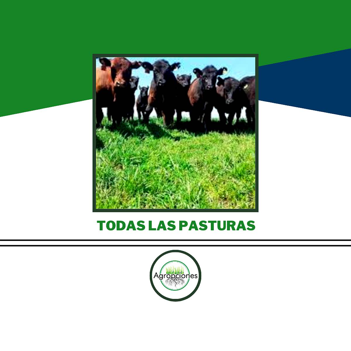 Alfalfas Produsem (victoria,monarca,patricia,carmina, Etc)