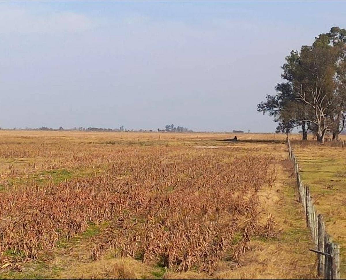 Campo Ganadero en Santa Clara de Buena Vista