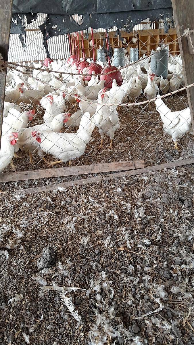 Vendo 500 Pollas Leghorn Recien Rompiendo Postura y 470 Colo