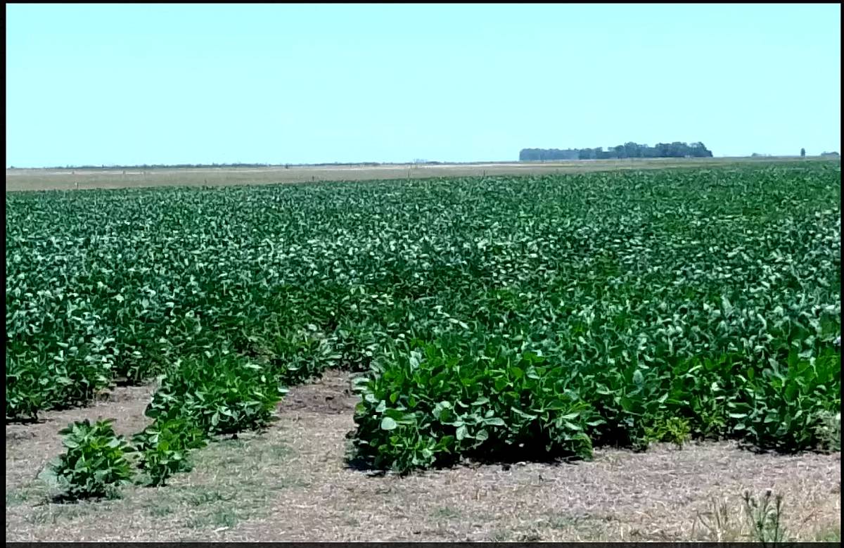 Campo Venta Gral Belgrano Agricola 1000 Ha