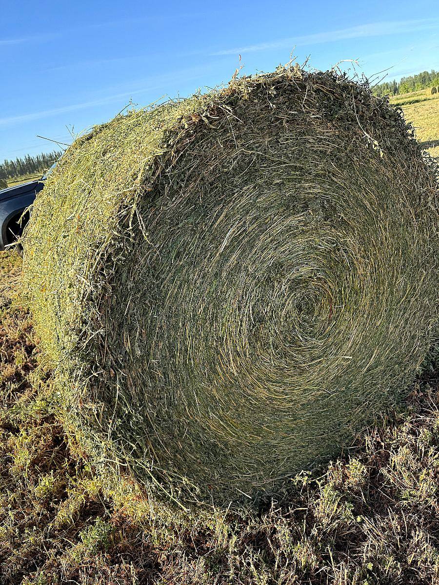 Rollos de Alfalfa de 400 Kilos 1.55m de Diámetro
