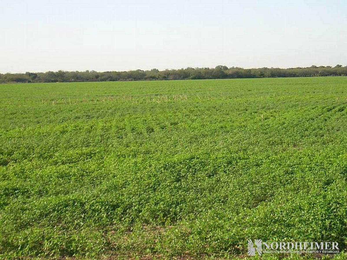 Colonia Dora, Avellaneda, Santiago del Estero - 644 Ha