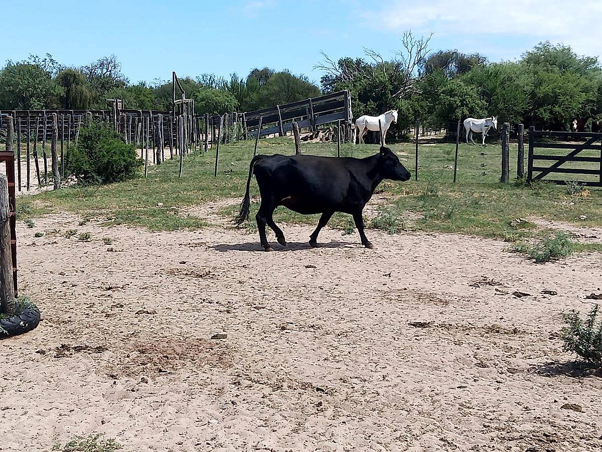 Alto Pencoso Estancia Ganadera Armada