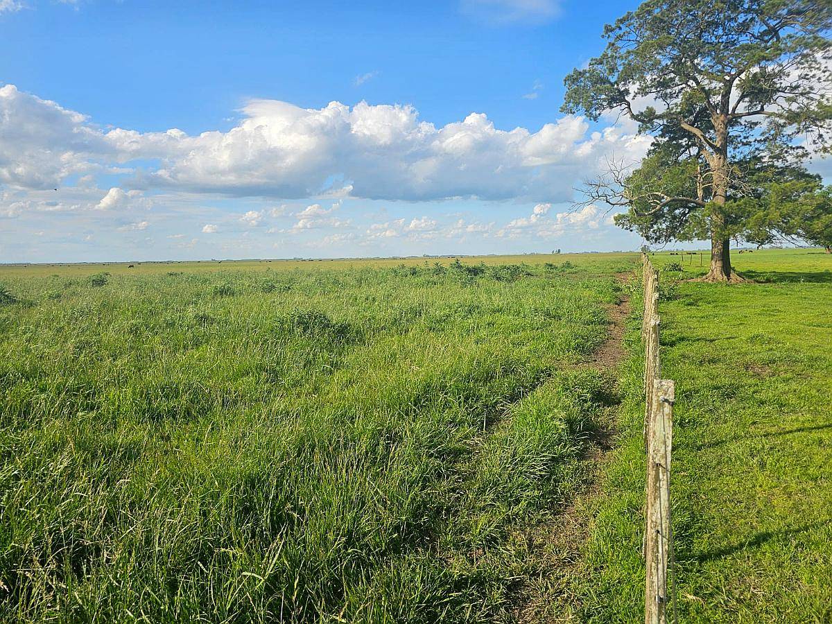 Campo Ganadero Sobre Ruta Pila 260 Ha