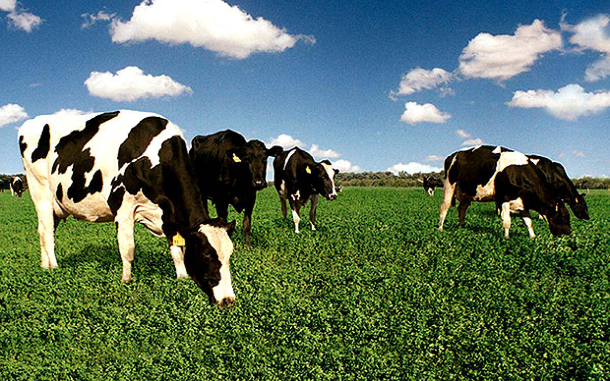 Estructura del Mercado Ganadero