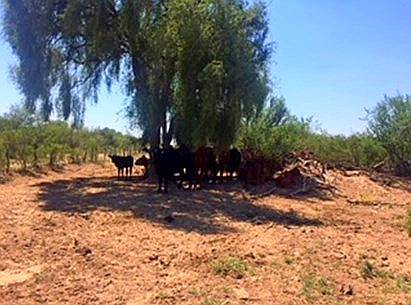 Arriendo 3.000 Ha San Luis Limite con Mendoza